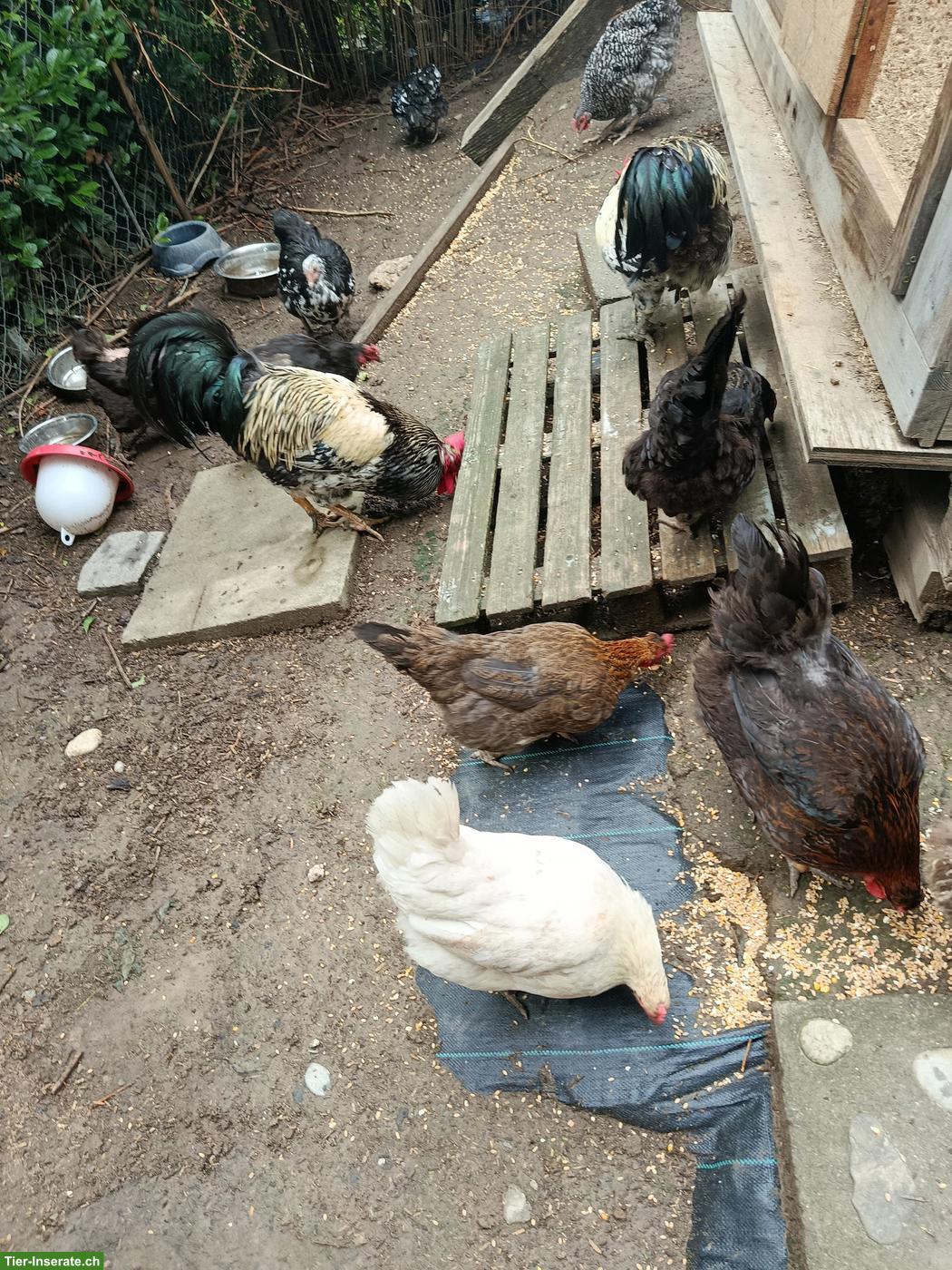 Bild 4: Orpington x Brahma Mix Hühner und weitere