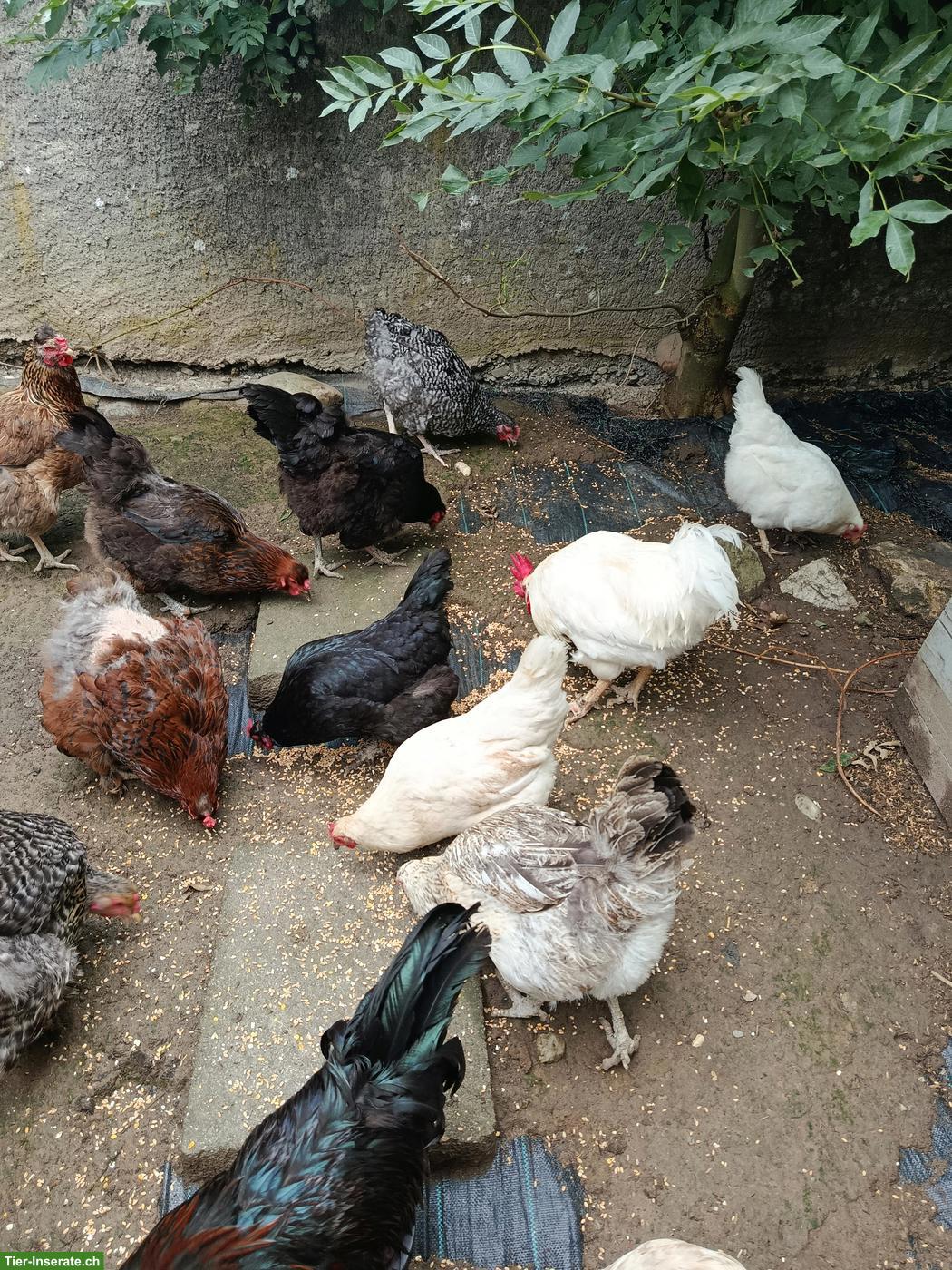 Bild 5: Orpington x Brahma Mix Hühner und weitere