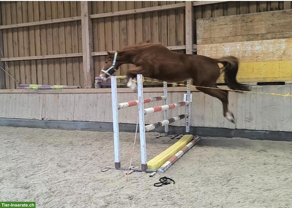 Bild 3: Sportliche Nachwuchsstute mit bestem Springblut