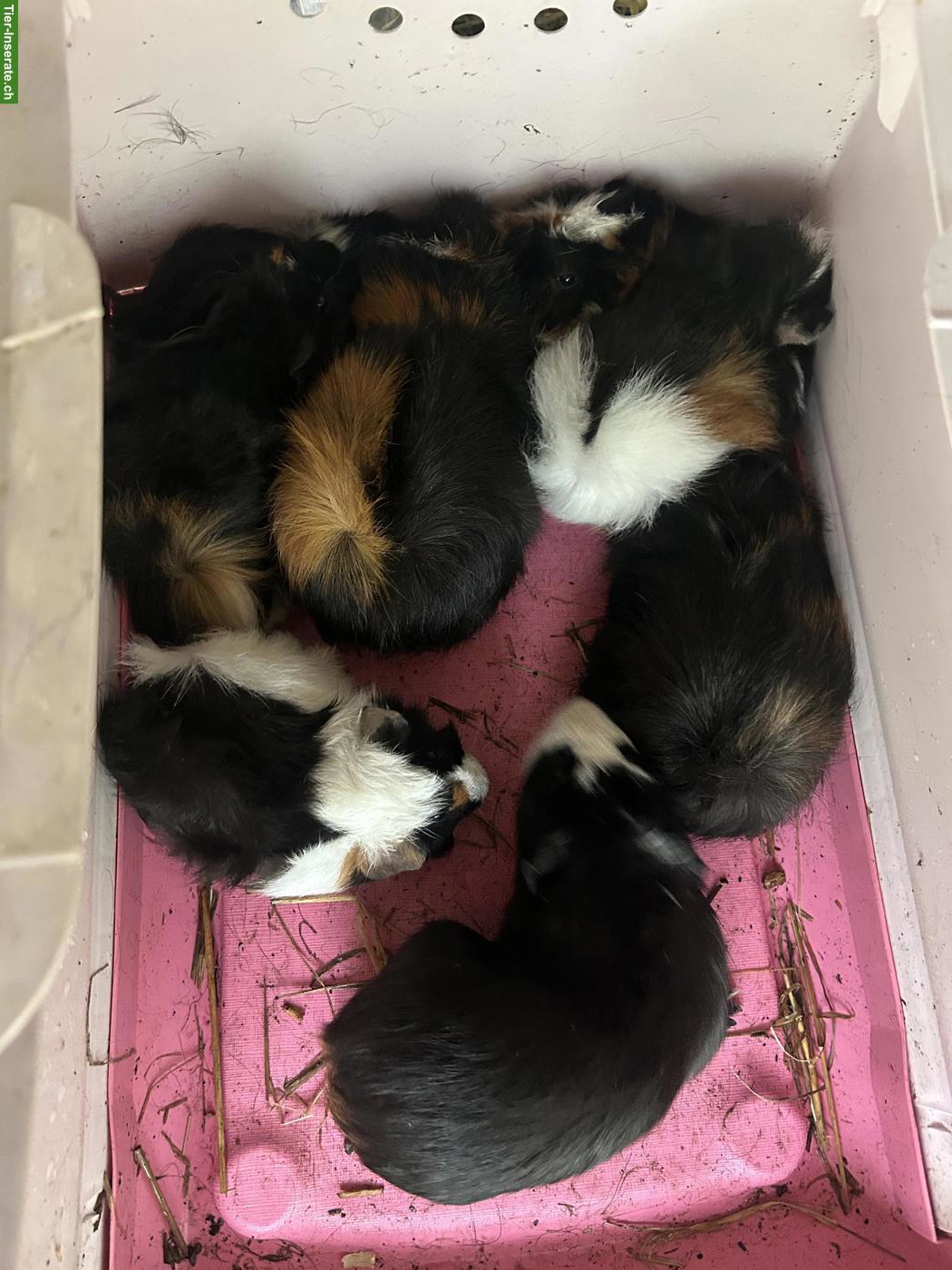 8 Meerschweinchen Jungs suchen artgerechtes Zuhause