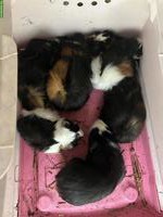 8 Meerschweinchen Jungs suchen artgerechtes Zuhause
