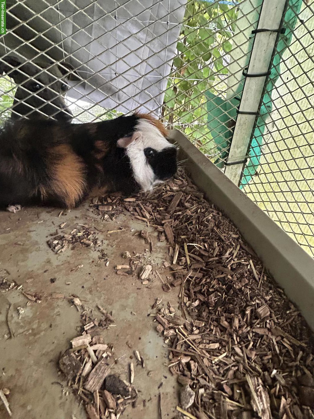 Bild 4: 8 Meerschweinchen Jungs suchen artgerechtes Zuhause