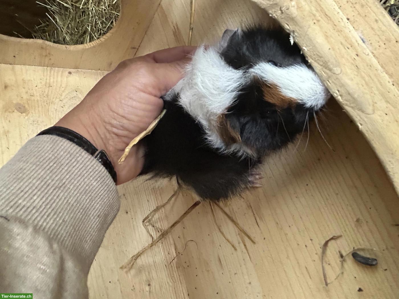 Bild 5: 8 Meerschweinchen Jungs suchen artgerechtes Zuhause
