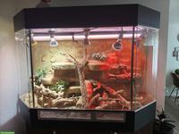 Grosses Aquaterrarium mit Schildkröten zu verkaufen
