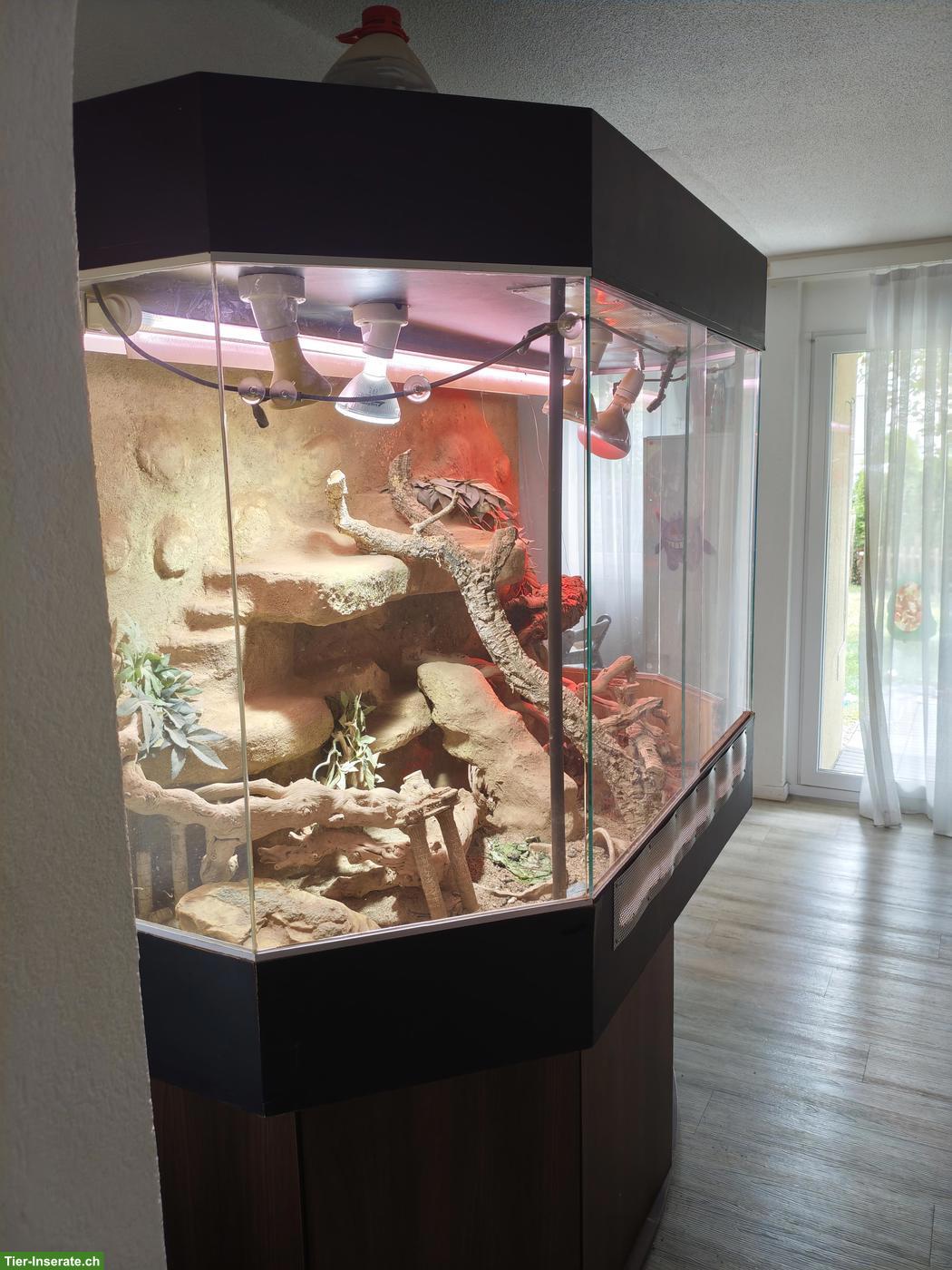 Bild 2: Grosses Aquaterrarium mit Schildkröten zu verkaufen