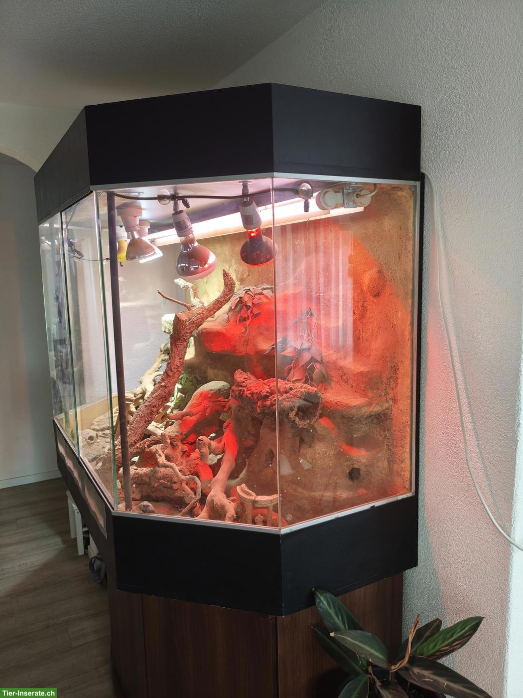 Bild 3: Grosses Aquaterrarium mit Schildkröten zu verkaufen