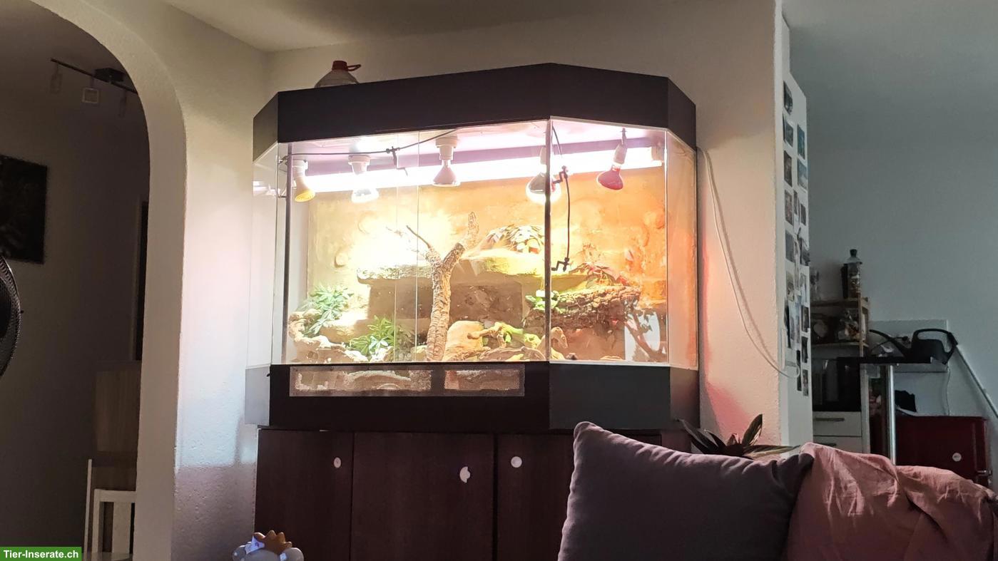 Bild 4: Grosses Aquaterrarium mit Schildkröten zu verkaufen
