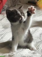 Liebevoll aufgezogene BKH-Kitten suchen schönes Zuhause 🐾