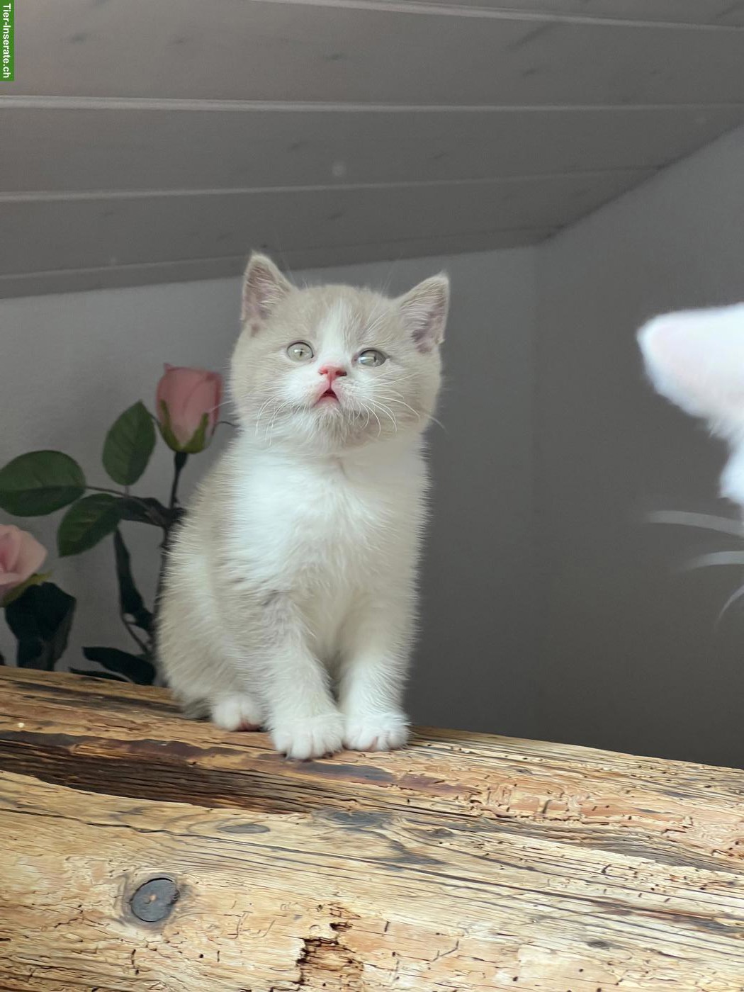 Bild 2: Liebevoll aufgezogene BKH-Kitten suchen schönes Zuhause 🐾