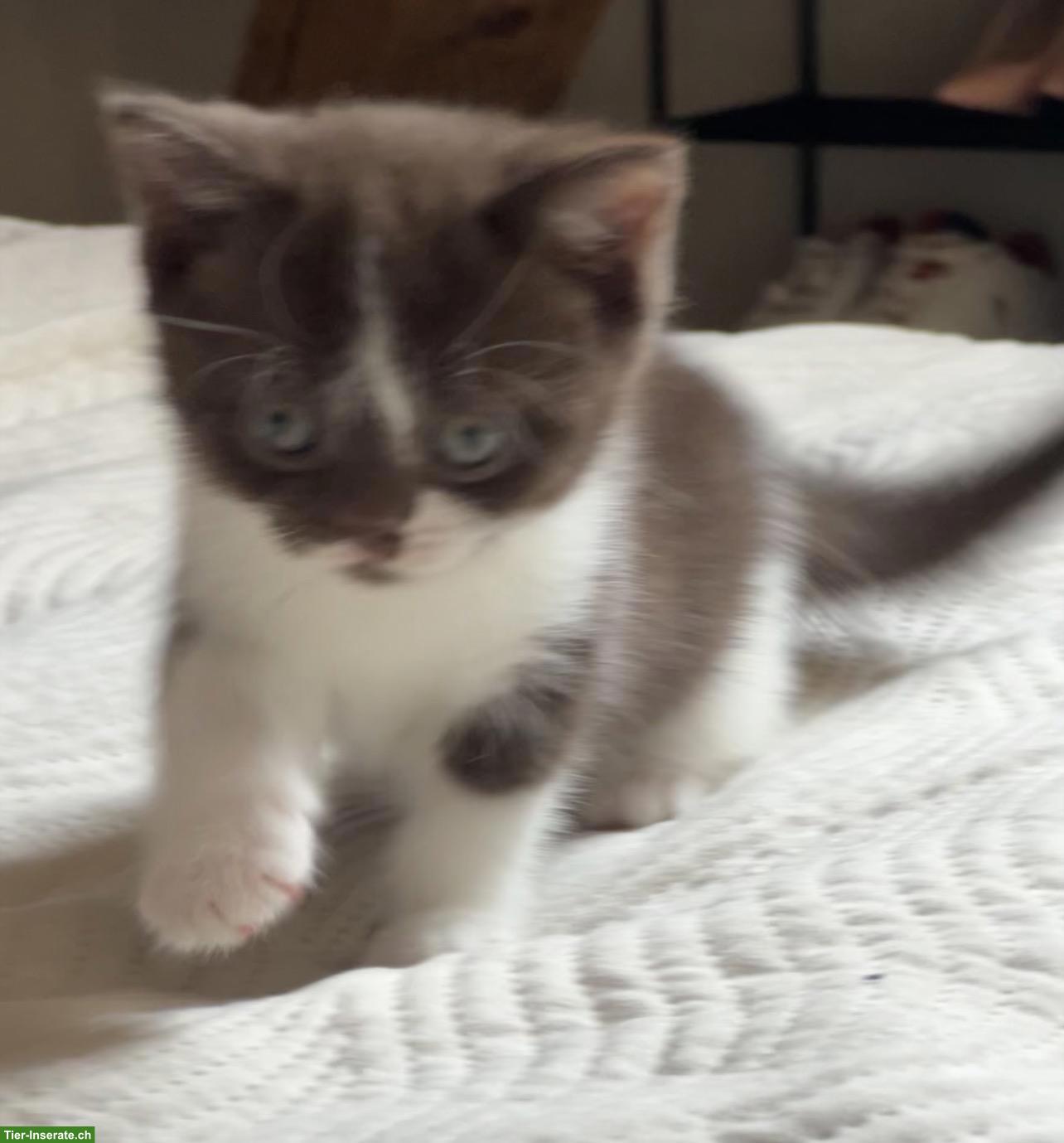 Bild 3: Liebevoll aufgezogene BKH-Kitten suchen schönes Zuhause 🐾