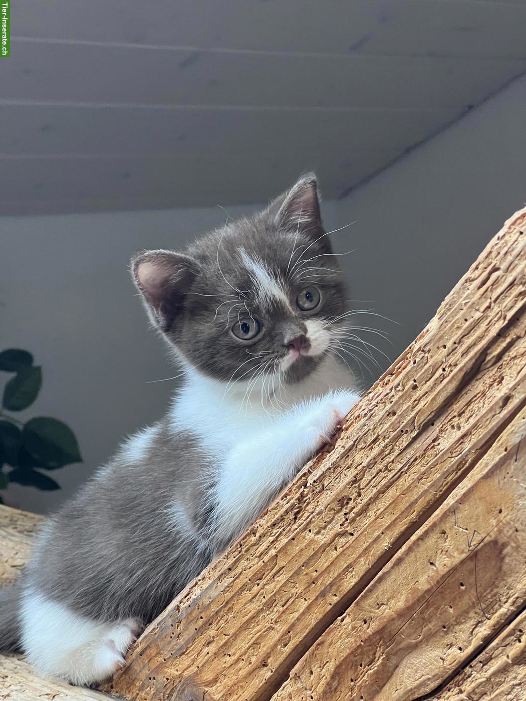 Bild 4: Liebevoll aufgezogene BKH-Kitten suchen schönes Zuhause 🐾