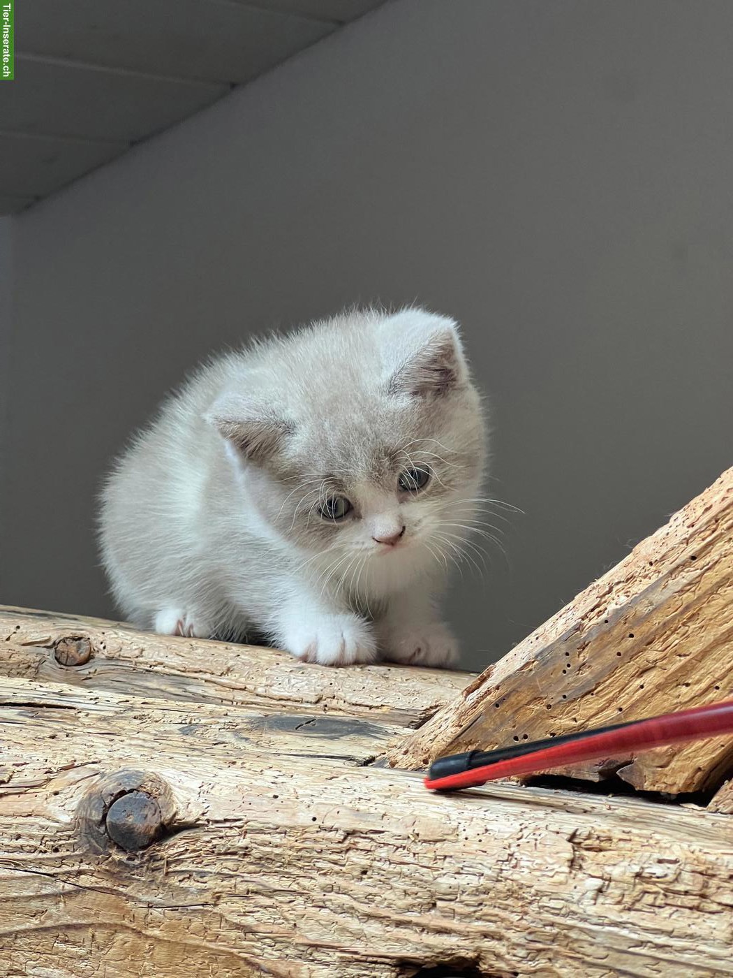 Bild 5: Liebevoll aufgezogene BKH-Kitten suchen schönes Zuhause 🐾
