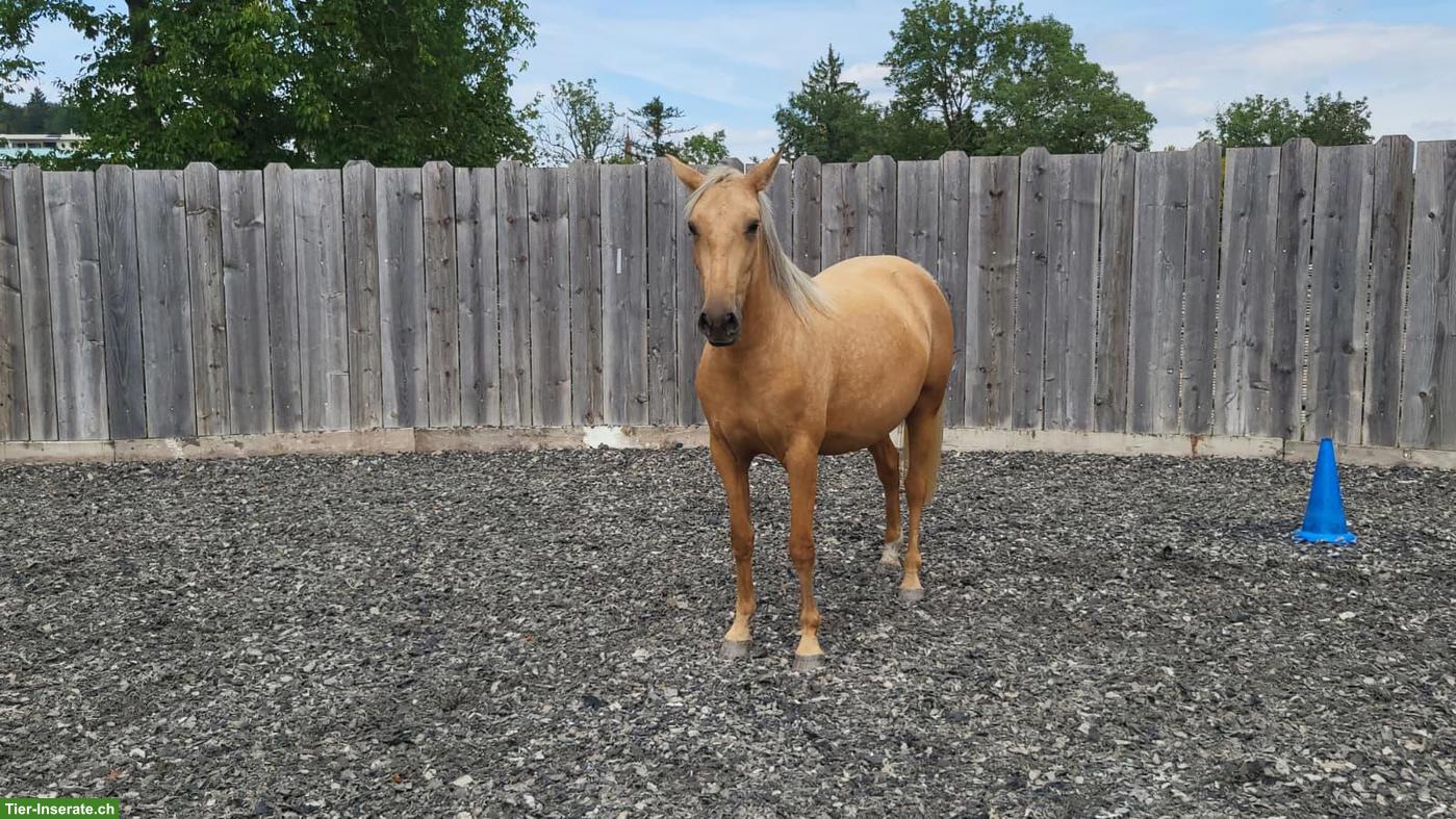 Bild 2: Zauberhafte Cruzado Jungstute "Freya" sucht ihr Herzenszuhause