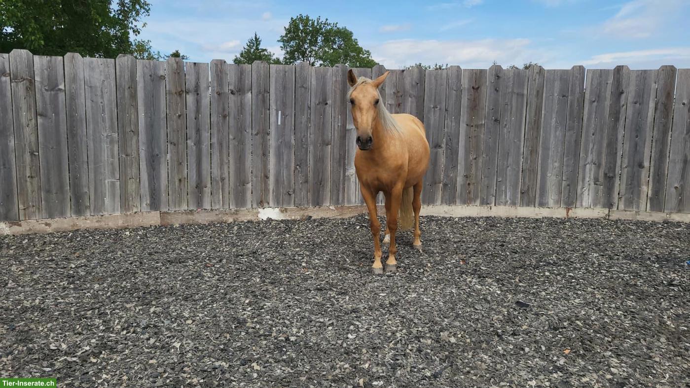 Bild 3: Zauberhafte Cruzado Jungstute "Freya" sucht ihr Herzenszuhause