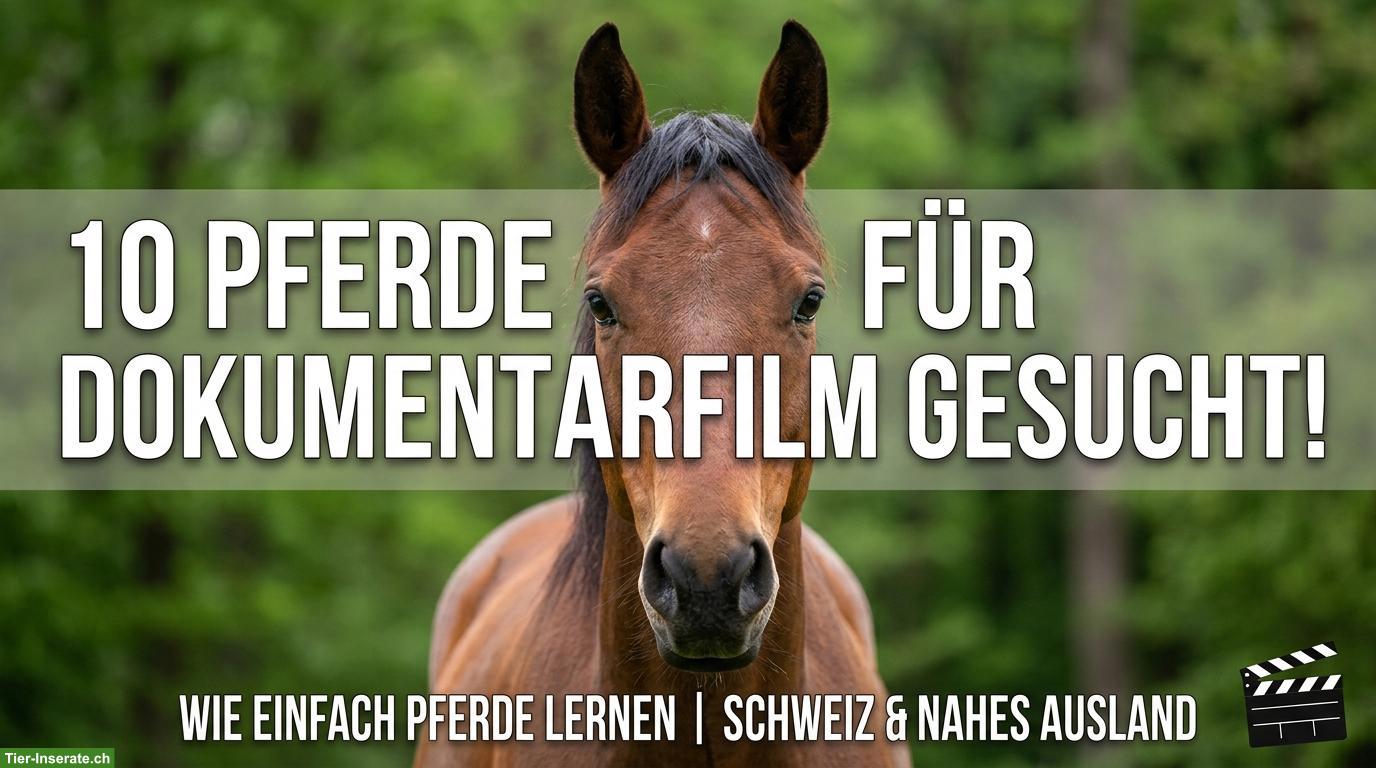 Aufruf: Mitwirken an einer Dokumentation über Pferdetraining