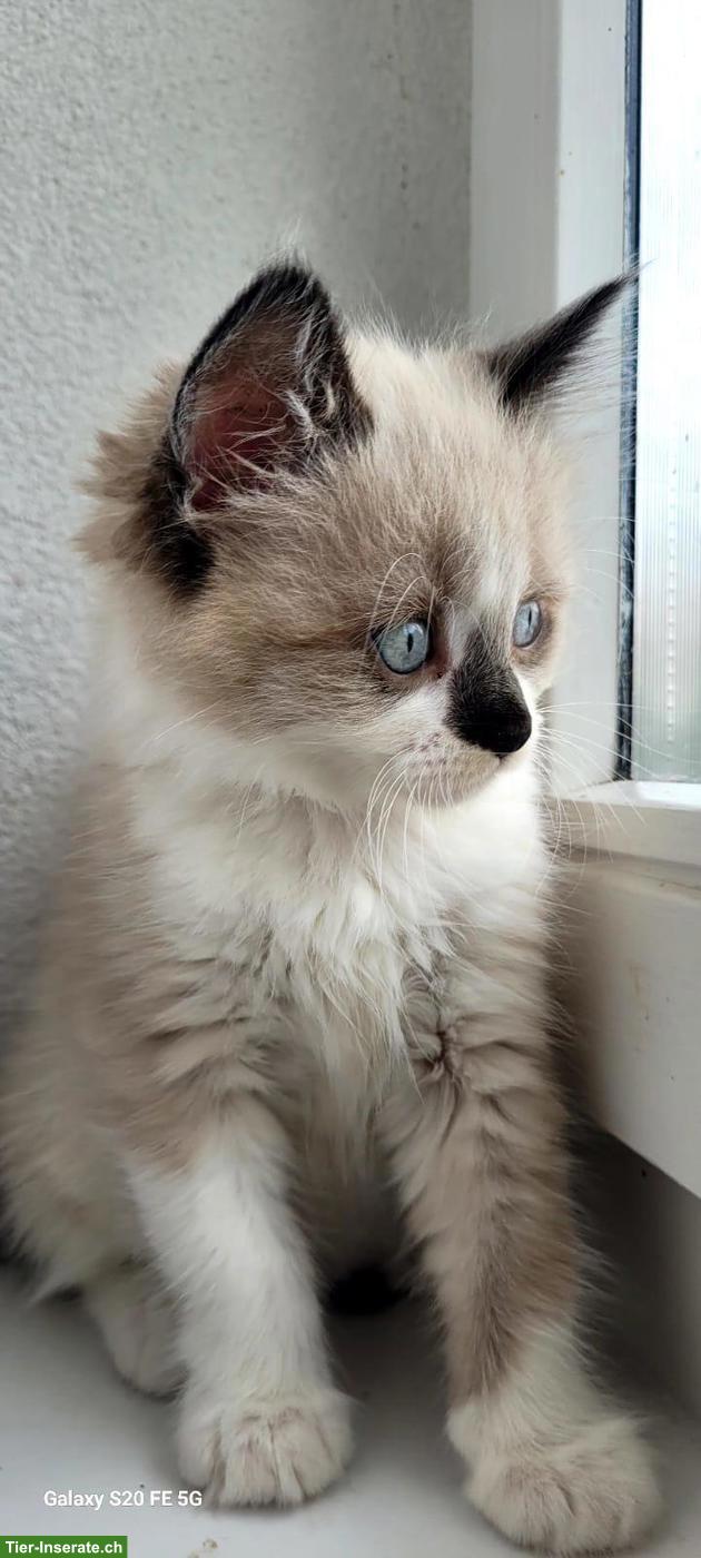Allerliebster junger Kater mit blauen Augen