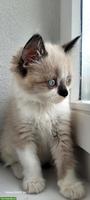 Allerliebster junger Kater mit blauen Augen