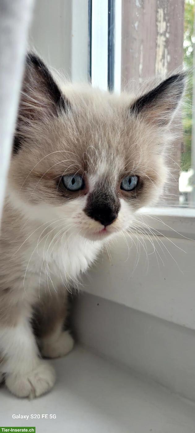 Bild 2: Allerliebster junger Kater mit blauen Augen