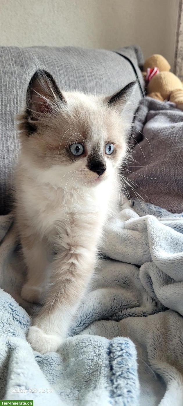 Bild 3: Allerliebster junger Kater mit blauen Augen