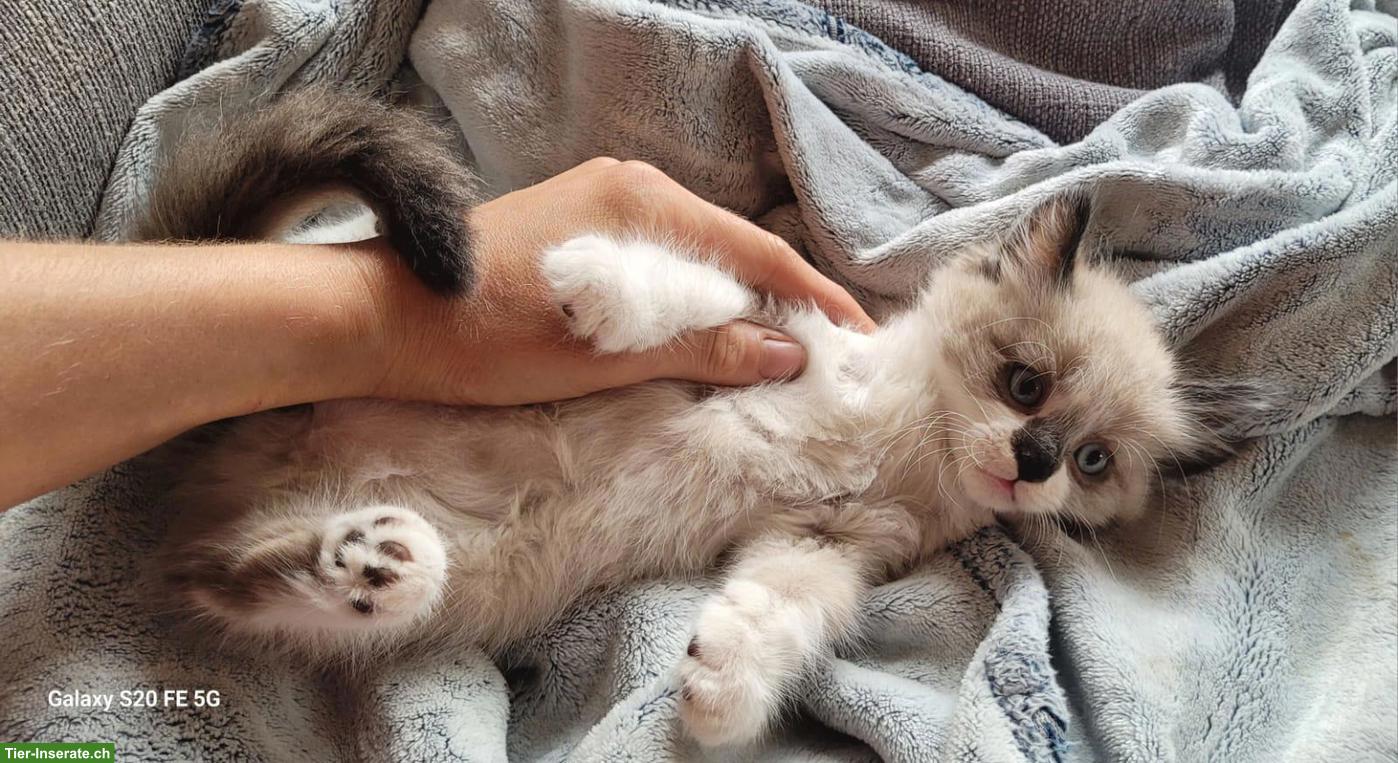 Bild 4: Allerliebster junger Kater mit blauen Augen