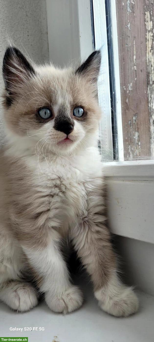 Bild 5: Allerliebster junger Kater mit blauen Augen