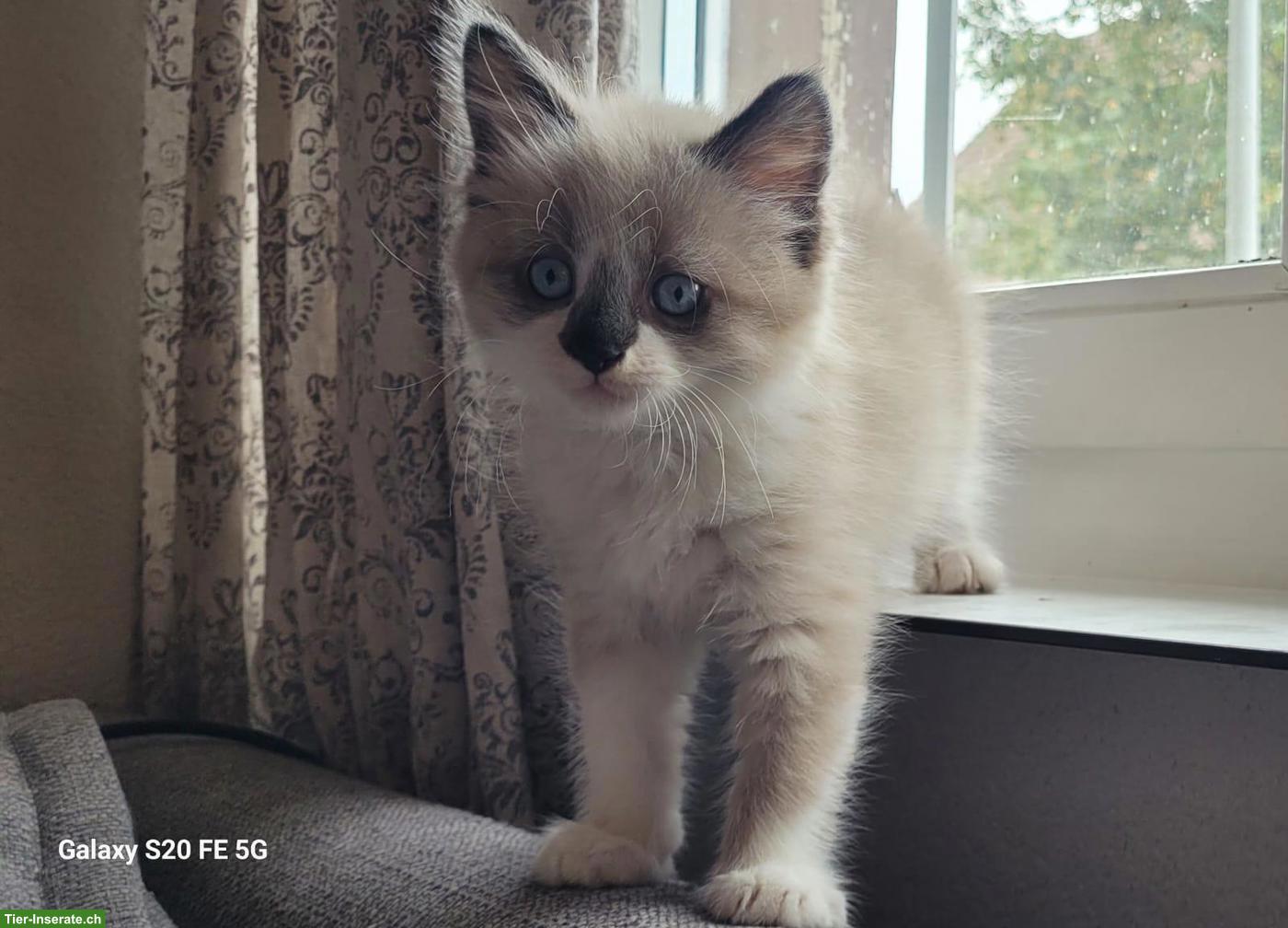 Bild 6: Allerliebster junger Kater mit blauen Augen