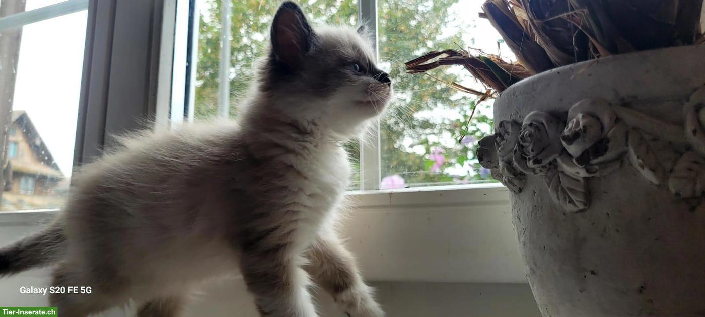 Bild 7: Allerliebster junger Kater mit blauen Augen