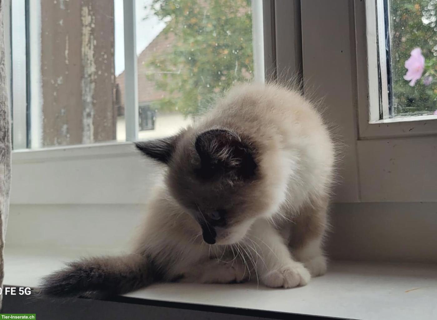 Bild 8: Allerliebster junger Kater mit blauen Augen