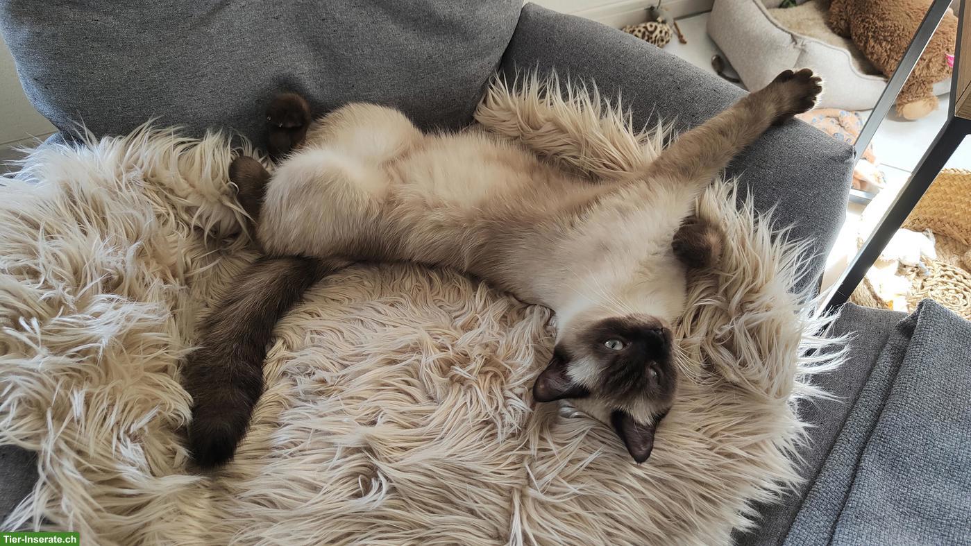 2 BKH Katzengeschwister suchen gemeinsames neues Zuhause
