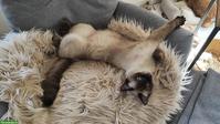 2 BKH Katzengeschwister suchen gemeinsames Zuhause als Hauskatzen