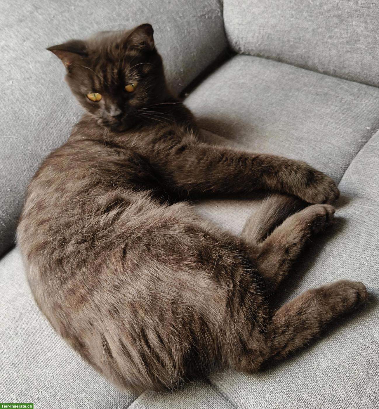 Bild 2: 2 BKH Katzengeschwister suchen gemeinsames neues Zuhause