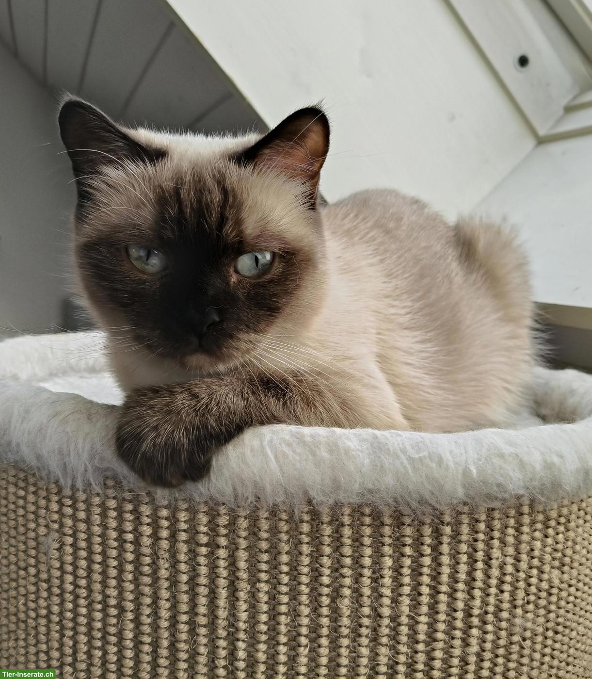 Bild 3: 2 BKH Katzengeschwister suchen gemeinsames neues Zuhause
