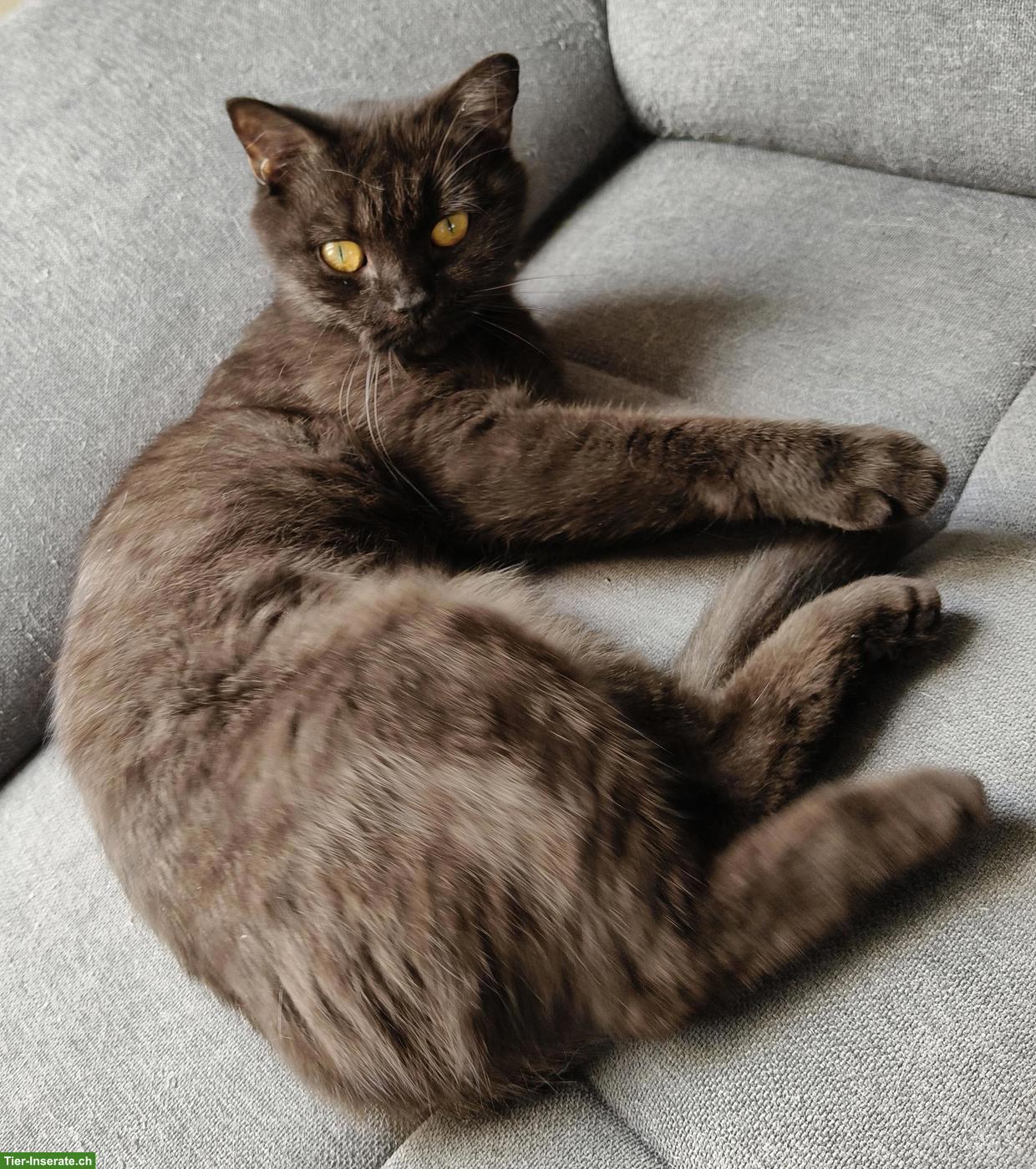 Bild 4: 2 BKH Katzengeschwister suchen gemeinsames neues Zuhause