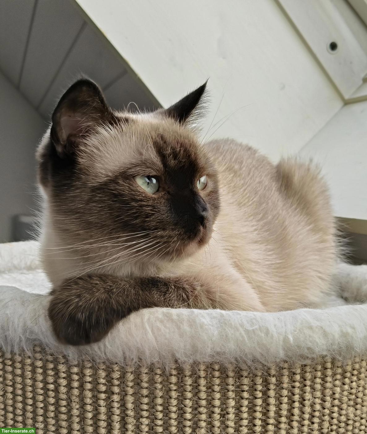 Bild 5: 2 BKH Katzengeschwister suchen gemeinsames neues Zuhause