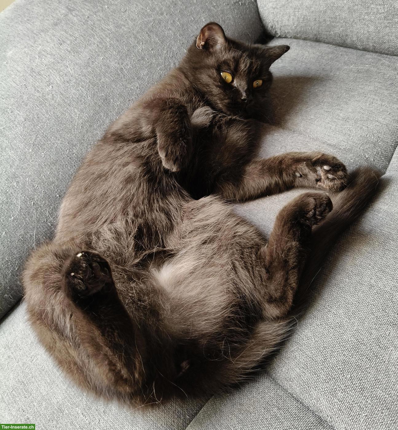 Bild 6: 2 BKH Katzengeschwister suchen gemeinsames neues Zuhause
