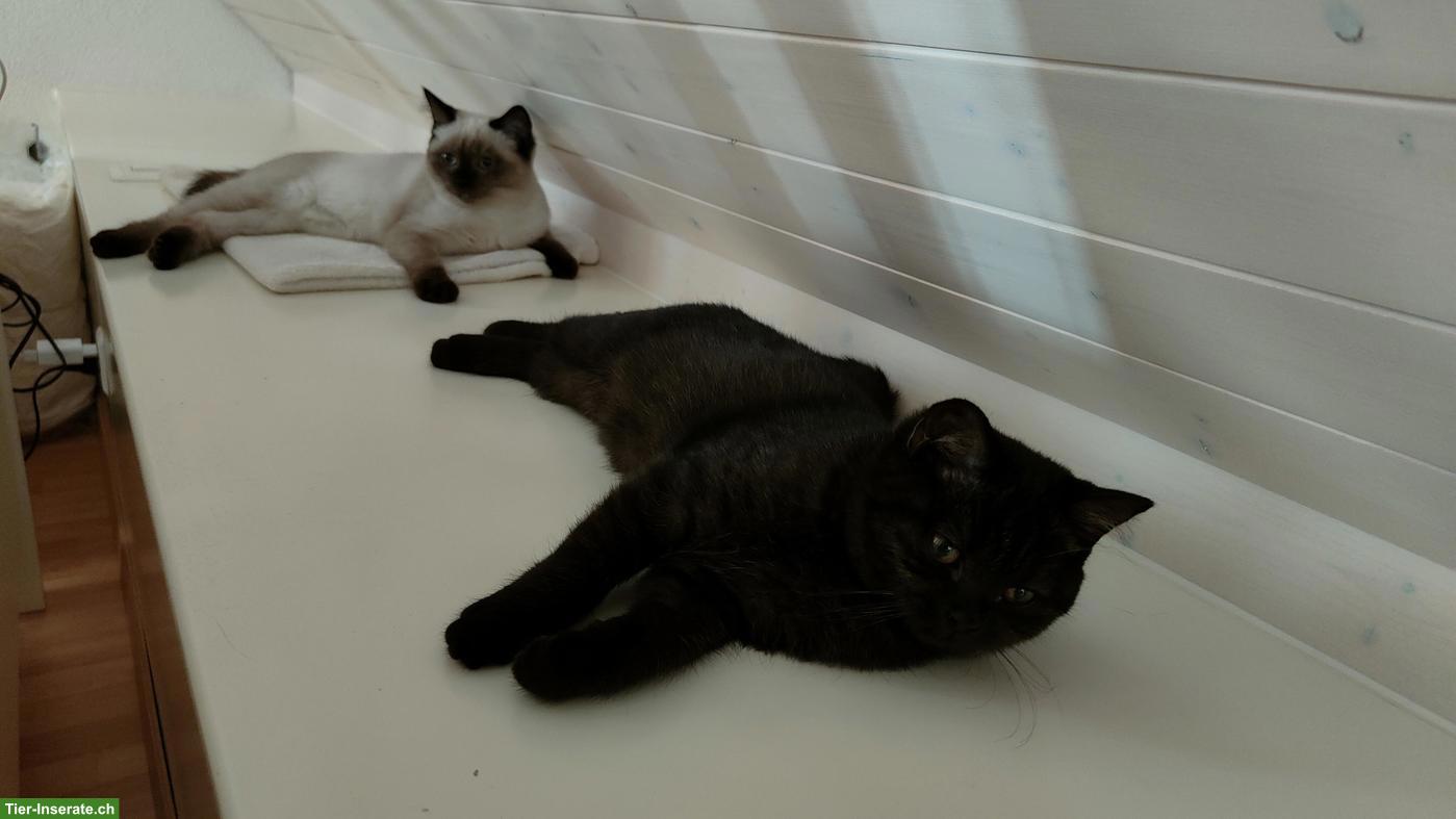 Bild 7: 2 BKH Katzengeschwister suchen gemeinsames neues Zuhause