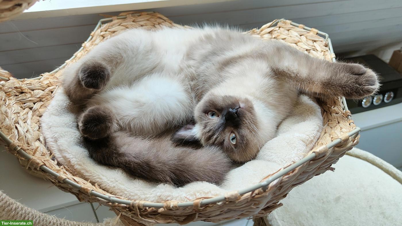 Bild 8: 2 BKH Katzengeschwister suchen gemeinsames neues Zuhause