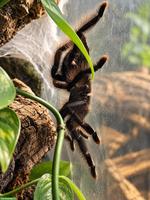 Avicularia metallica 0.1 adult inkl. Exo Terra Terrarium & Beleuchtung