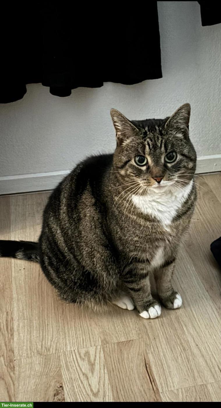 Katzen-Mama Lulu sucht Zuhause mit Freigang