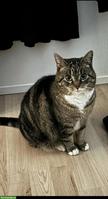Katzen-Mama Lulu sucht Zuhause mit Freigang