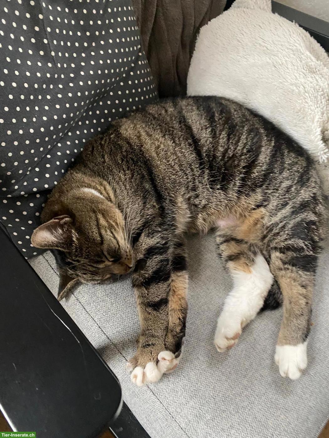 Bild 2: Katzen-Mama Lulu sucht Zuhause mit Freigang