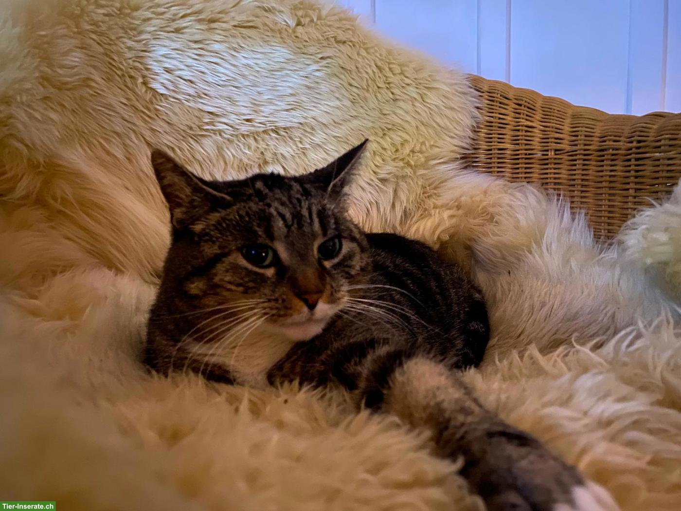 Bild 3: Katzen-Mama Lulu sucht Zuhause mit Freigang