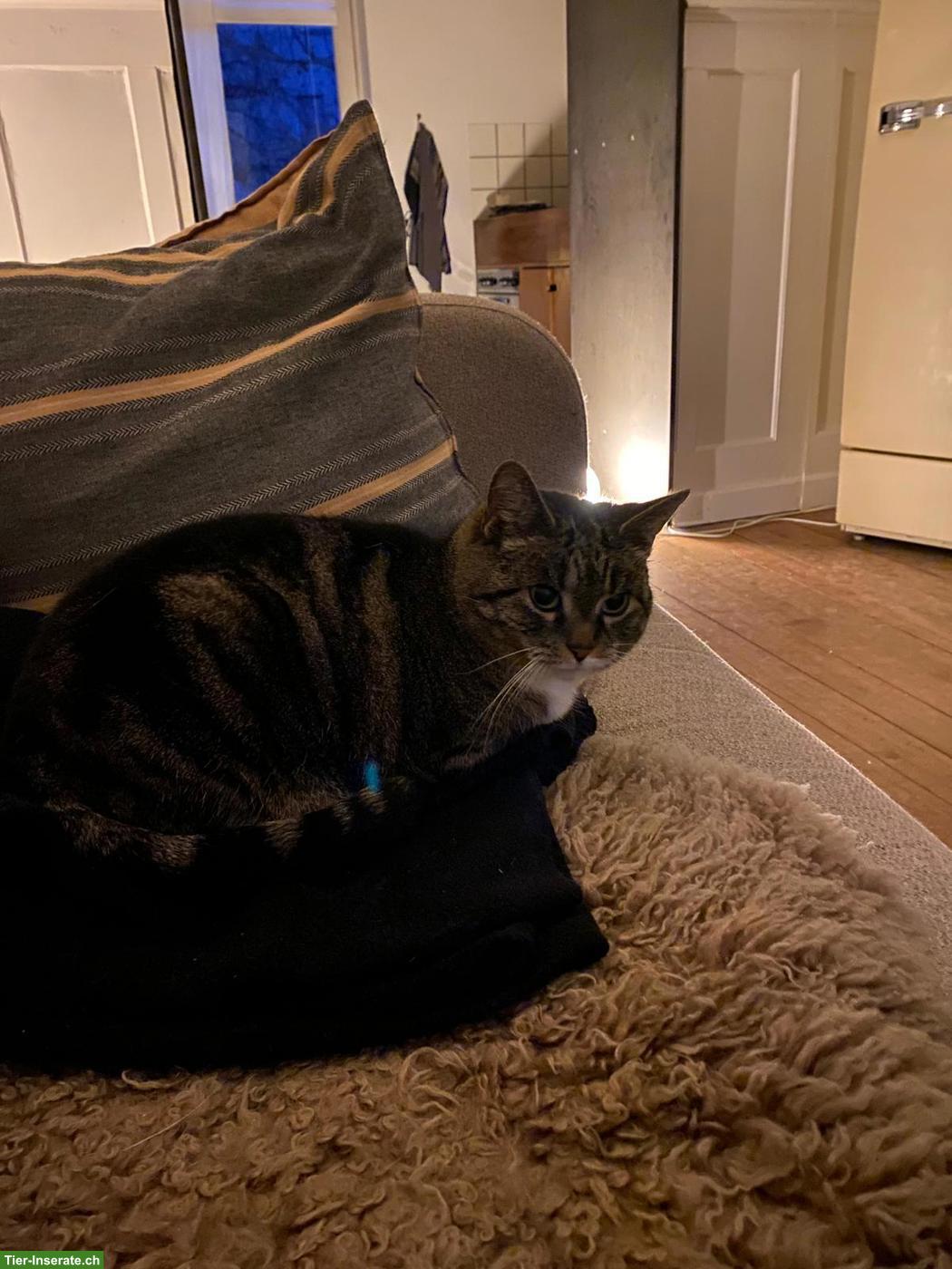 Bild 4: Katzen-Mama Lulu sucht Zuhause mit Freigang
