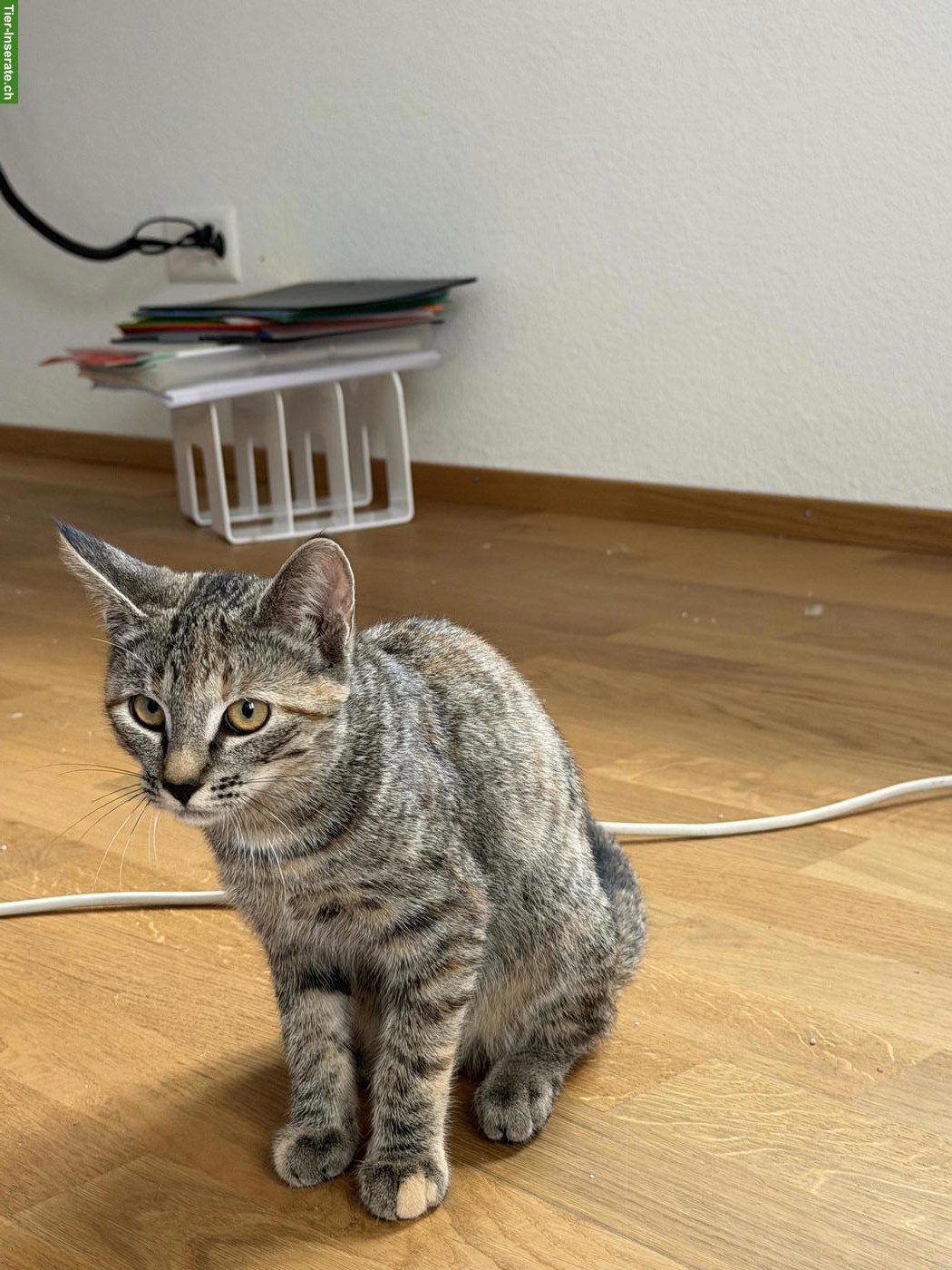 Bild 5: Junge Büsi Kätzchen weiblich vom Bauernhof suchen ein Zuhause