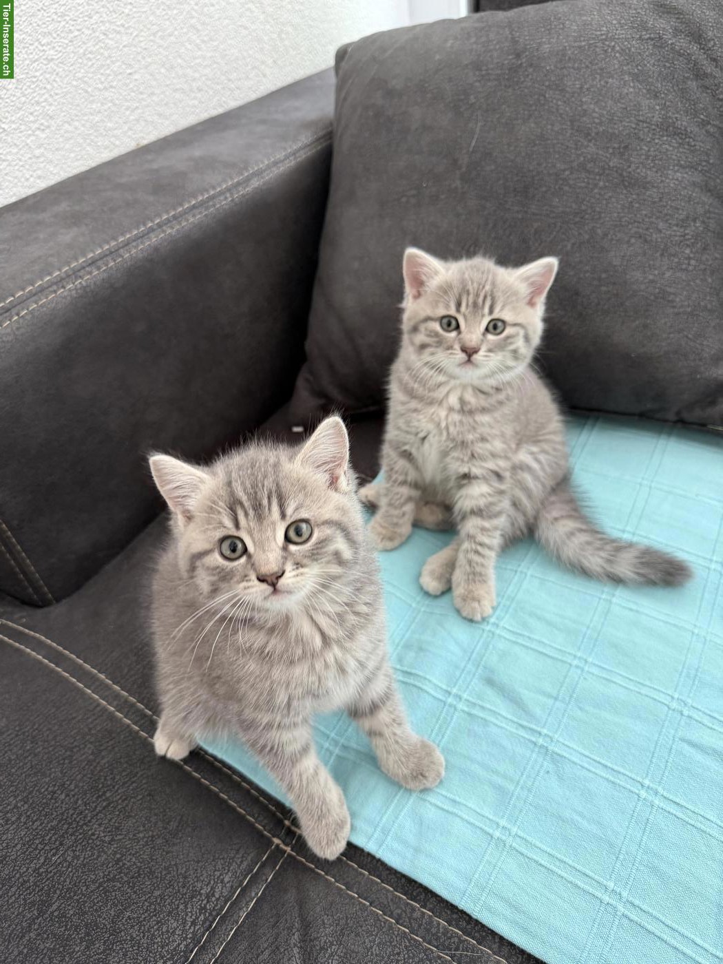 2 süsse BKH-Mix Mädchen suchen liebes Zuhause 🐱💕