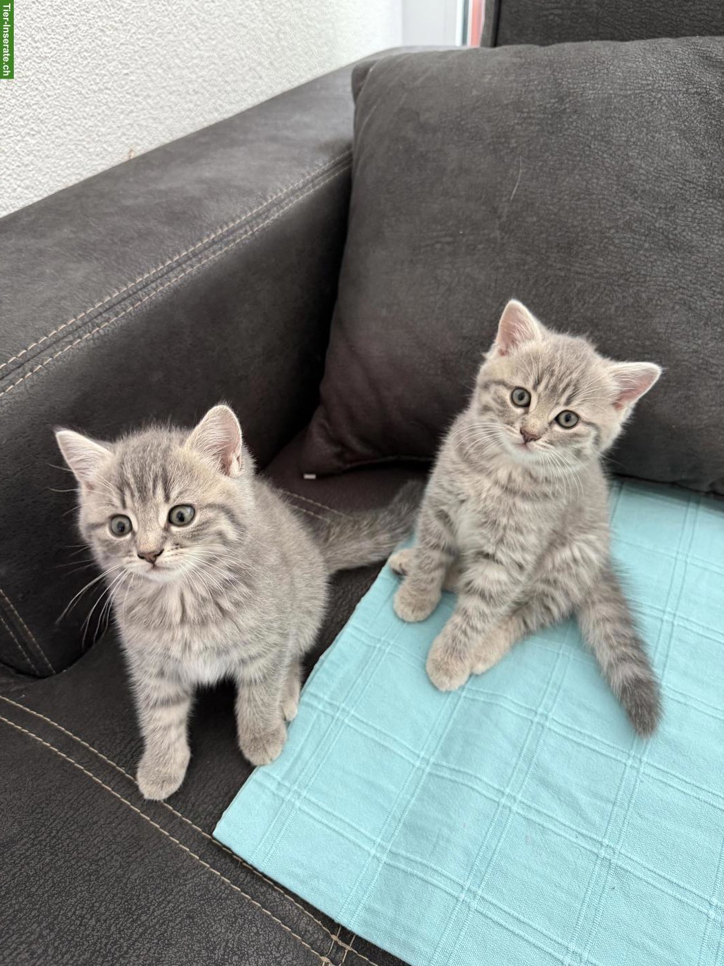 Bild 2: 2 süsse BKH-Mix Mädchen suchen liebes Zuhause 🐱💕