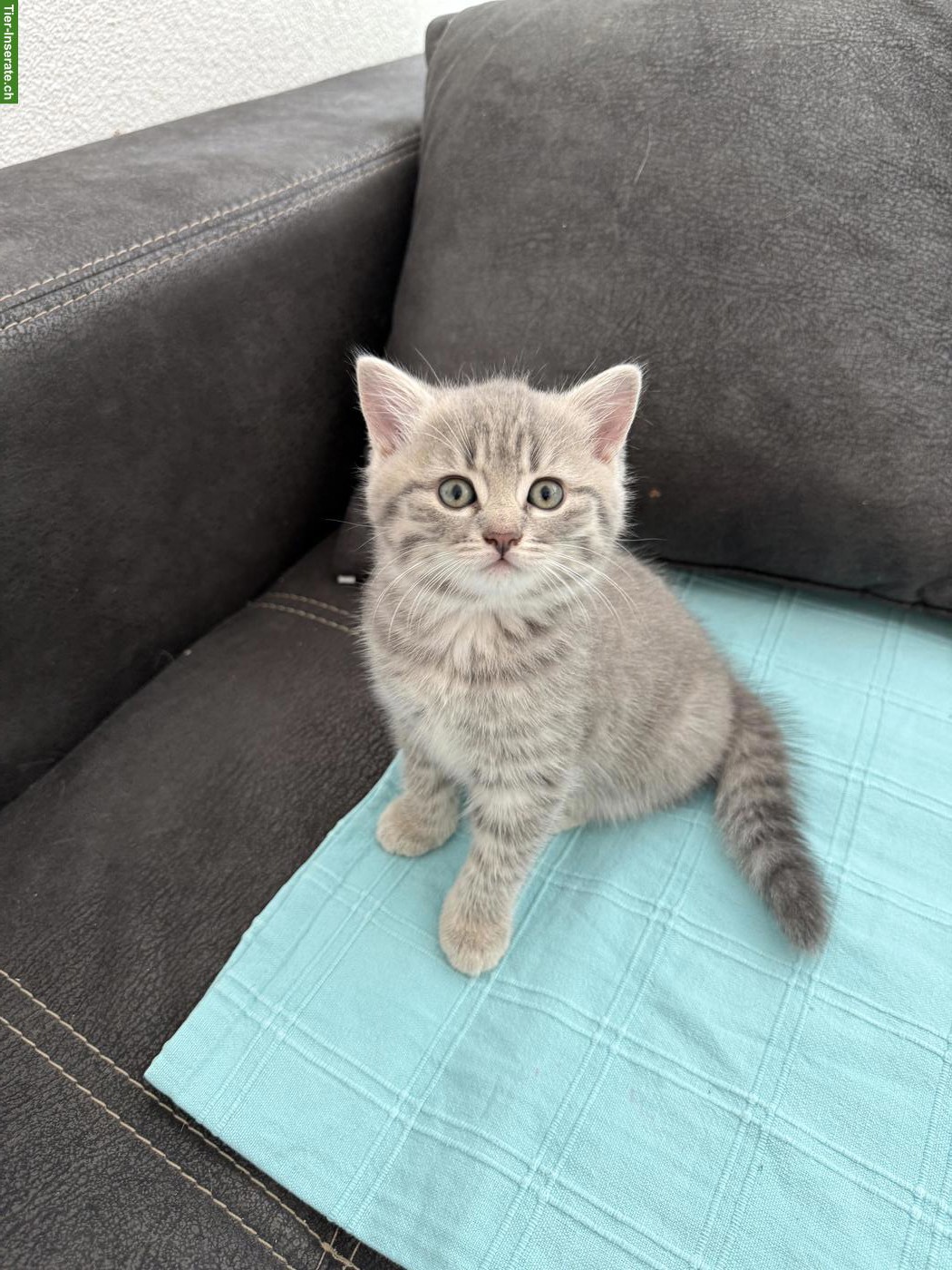 Bild 3: 2 süsse BKH-Mix Mädchen suchen liebes Zuhause 🐱💕