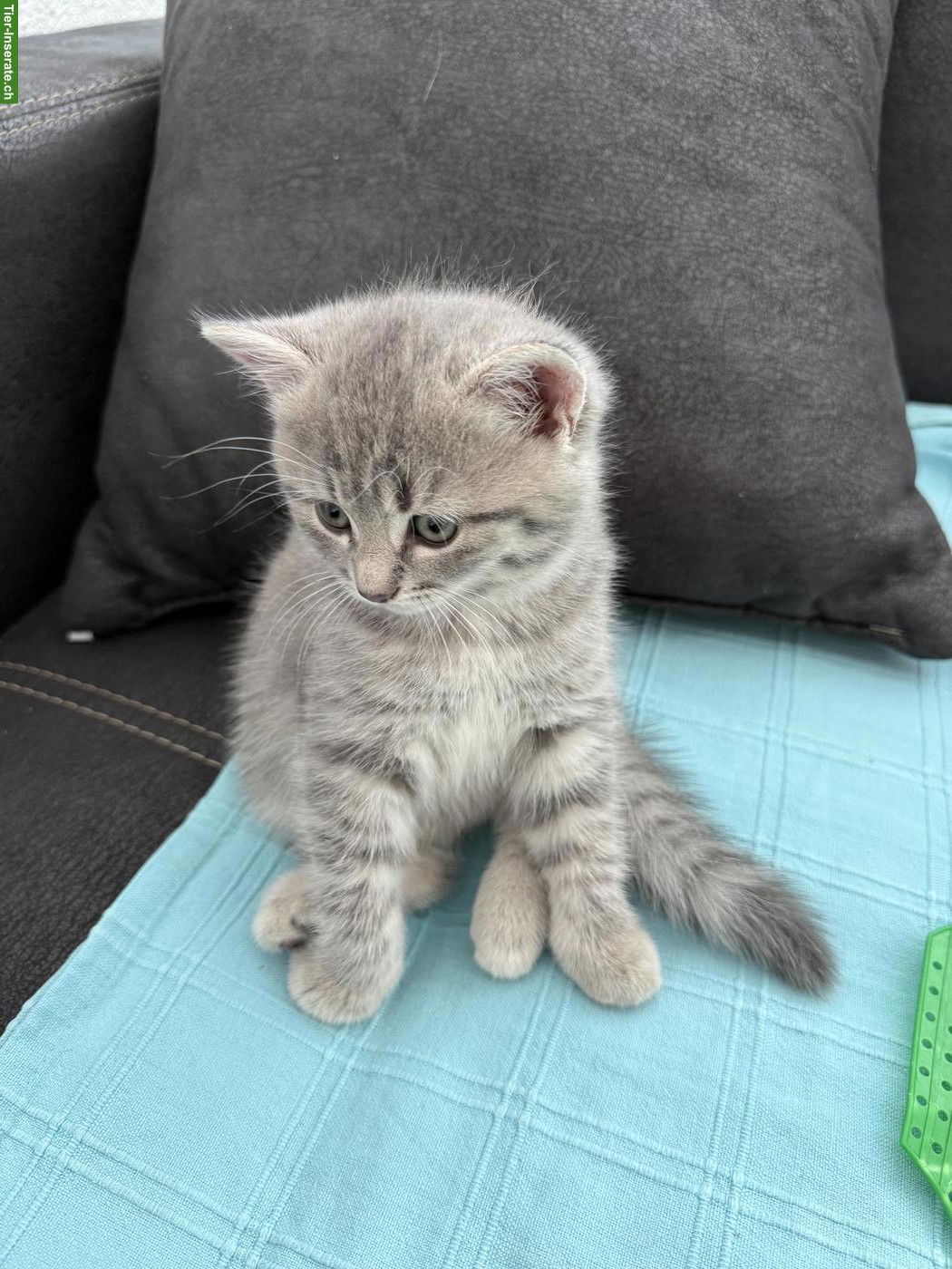 Bild 4: 2 süsse BKH-Mix Mädchen suchen liebes Zuhause 🐱💕