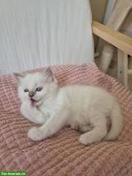 Reinrassige Heilige Birma Kitten zu verkaufen