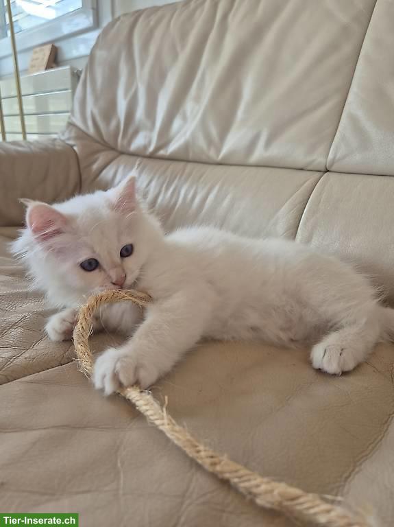Bild 2: Reinrassige Heilige Birma Kitten zu verkaufen